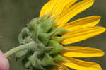 Common sunflower